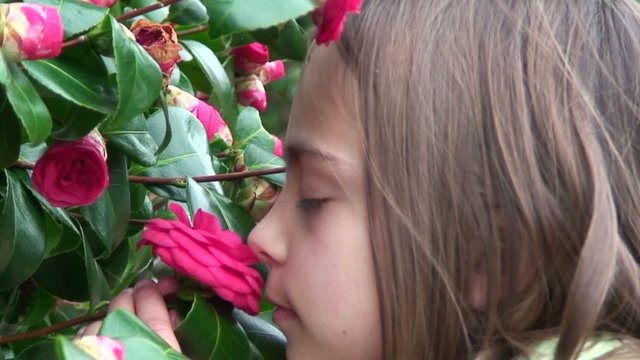 sentir les cam&eacute;lias