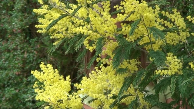 apparaitre derri&egrave;re les mimosas en fleur