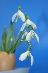 Schneeglöckchen