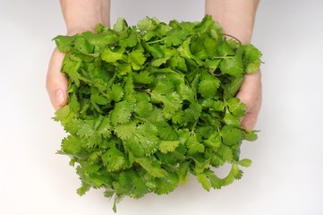 hands holding a bunch of cilantro