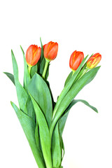 Naklejka premium Tulips