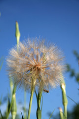 Large dandelion