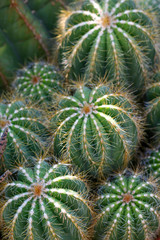 Cactus plant
