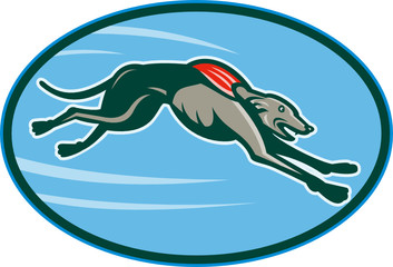 Greyhound dog racing and jumping
