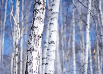 Naklejka premium winter birch tree forest, the environmental background