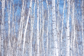 winter birch tree forest, the environmental background