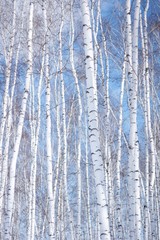 Obraz premium winter birch tree forest, the environmental background