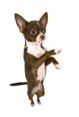 chocolate  with white Chihuahua standing up  isolated