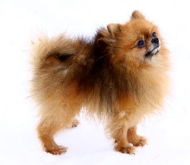 Chihuahua dog on white background