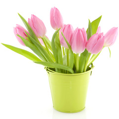Pink tulips