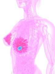 weiblicher Oberkörper - Brustkrebs