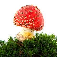 toadstool in green moss