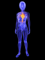 weiblicher K&ouml;rper mit markiertem Herz