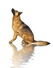 german shepard on white