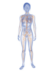 Obraz premium weiblicher Körper mit markiertem Lymphsystem