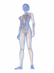 weiblicher Körper mit markiertem Lymphsystem