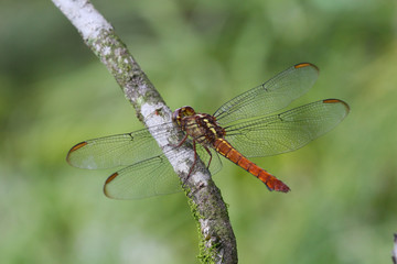 Libellula