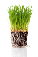Wheatgrass