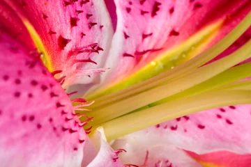 Foto auf Acrylglas Blume Lilie © elen_studio