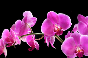 Fototapeta na wymiar Flower orchid - phalaenopsis