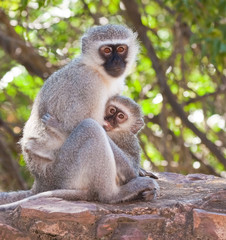 Vervet monkey with baby sucking on a nipple
