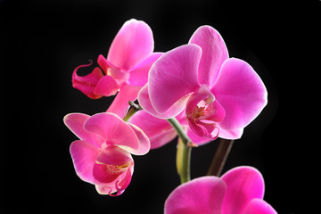 Fototapeta na wymiar Flower orchid - phalaenopsis
