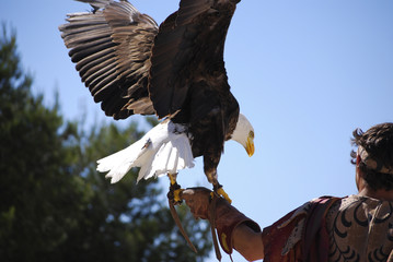 Pygargue à tête blanche, ou aigle à tête blanche # 12
