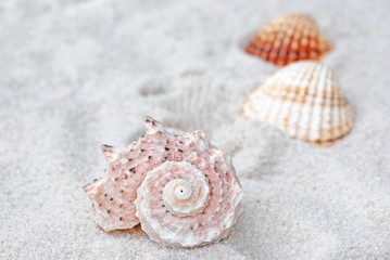shells on sand