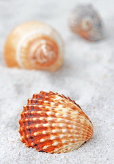 Shells  on Beach