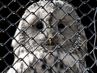 sad owl under grating