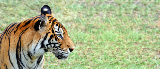 tigre
