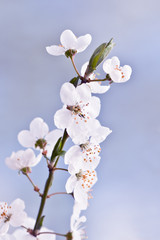 Fototapeta premium cherry