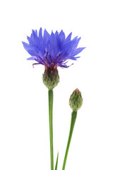 Kornblume