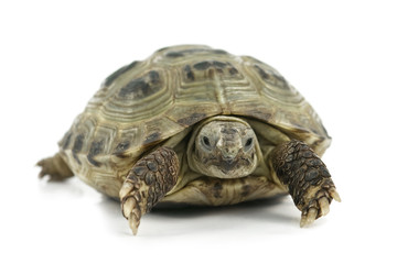 Naklejka premium tortoise