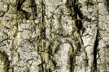 wood background