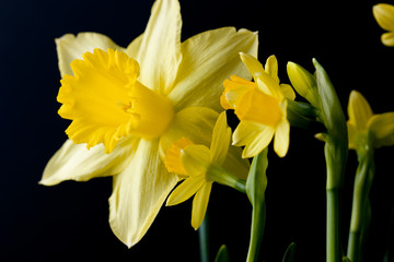 daffodils on black