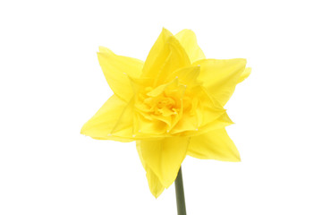 Daffodil flower