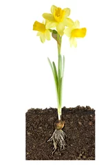 Printed roller blinds Narcissus daffodil and bulb growth metaphor