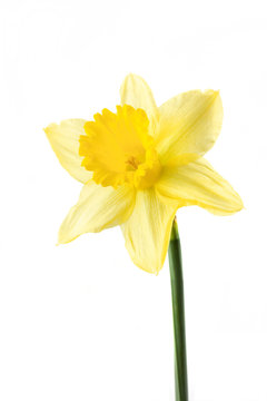 single daffodil on white