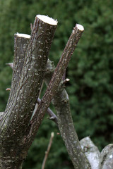 Baumschnitt, Baumpflege