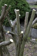 Baumschnitt, Baumpflege