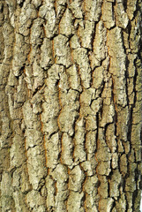coarse background