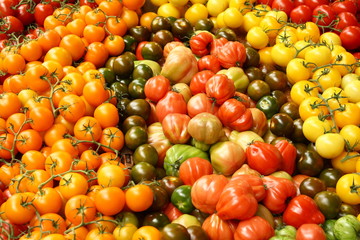 A variety of tomatoes on display