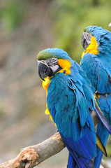 Blue-and-yellow macaw