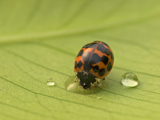 Ladybird