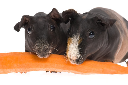 skinny guinea pigs with carrot on white background