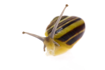 Snail on the white background