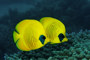 Fototapeta na wymiar Couple of Masked Butterfly fish