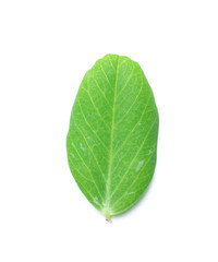 Fototapeta na wymiar Groch liście
