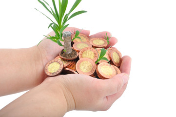 Hand and coins with plant